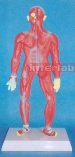 SMALL HUMAN MUSCLES SYSTEM MODEL